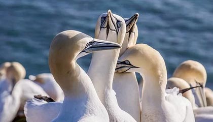 开云电竞中国-富勒姆防线漏洞频出，白百合能否保级？，富勒姆外号叫什么