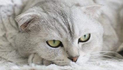 开云电竞中国-富勒姆防线漏洞频出，白百合能否保级？，富勒姆外号叫什么