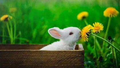 开云电竞中国-富勒姆防线漏洞频出，白百合能否保级？，富勒姆外号叫什么